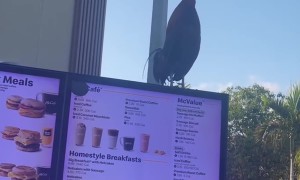 Rooster Perches On The Drive-Through Menu
