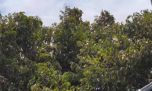 Spotted a Kingfisher Taking the Easy Route in Singapore