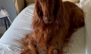 Settler Slaps Paw On Bed In Protest