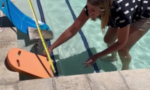Woman Rescues Ducklings From Pool