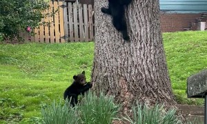Mama Bear and Four Playful Cubs