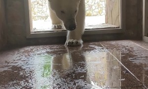 Polar Bear Pounces at Camera