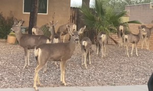 Deer Herd Gathers In Rocky Arizona Front Yard