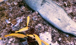 Moray Eels Mourns the Loss of a Mate