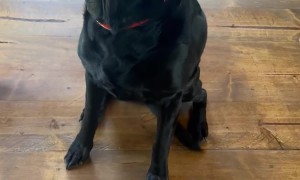 Birdy Feels a Little Guilty