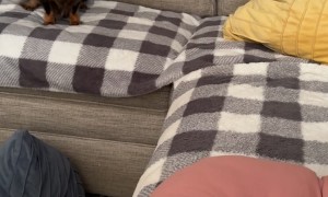 Dachshund Desperate To Play Fetch With Newborn