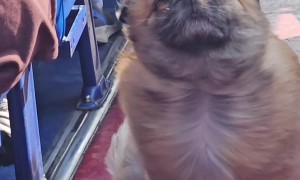 Spaniel Leans Into Bus Breeze