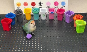 Little Bird Cleverly Sorts Colorful Litter