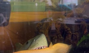 Loach Resting in a Shark Mouth Toy