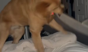 Golden Retriever Sleeps Where He Wants