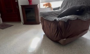 Cheddar Cat Tries To Stop Owner's Singing