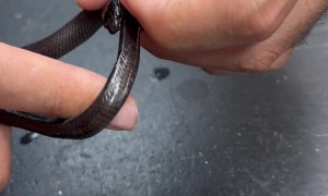 Small Snake Swallows It's Own Tail