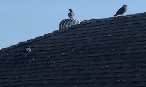 Pigeon Spins Around on Turbine Vent