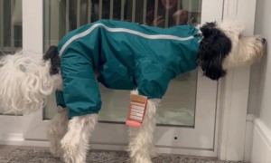 So We Got Bentley a New Snow Suit...