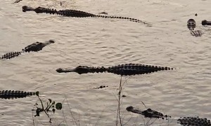 Congregation of Alligators Near La Chua Trail