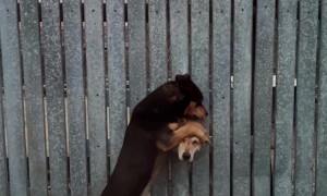 Dog Neighbors Becoming Friends Through the Fence