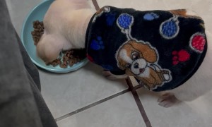 Puppy Tricked Into Eating Kibble