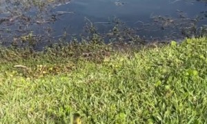 Saving a Gosling From a Storm Drain