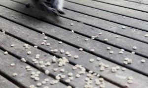 Raccoon Munches on Cheerios