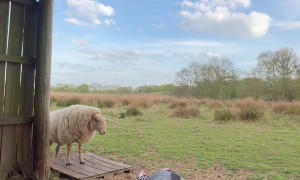 Sheep Daps Owner After Fake Rescue
