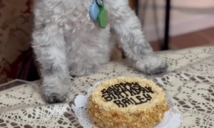 Bailey the Birthday Girl