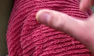 Arborist Feeds Brushtail Possums