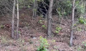 Mom Spots Bears While Riding Rollercoaster