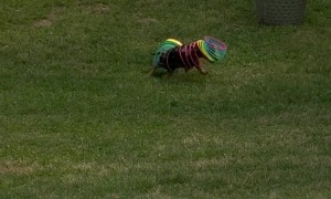 Weenie Dog Stuck in a Slinky