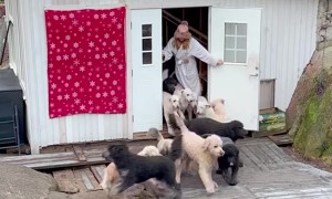 Morning Release of Goldendoodles From Playhouse