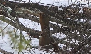 Squirrels Do Springtime Ride Together
