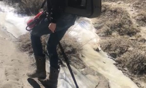 Raccoon Fluff Balls on a Mission With Mama