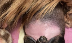 Newborn Dachshund Cuddles With Mom