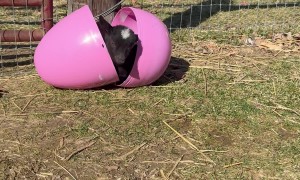 Baby Goat in an Easter Egg