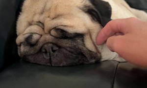 Snoring Pug Gently Woken