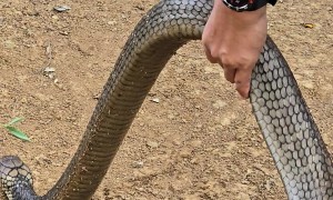 Man Holds a King Cobra