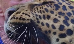 Gentle Leopard