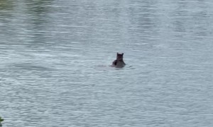 Bear and Cub Swimming in Glacier National Park