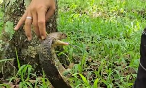 Playing With the King Cobra