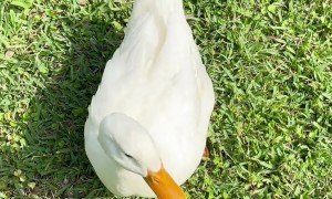 Son Plays With Sweet Pet Duck