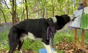Border Collie Simba Paints His Masterpiece