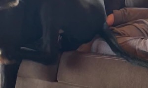 Great Dane Sits On Owner's Face