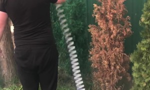 Painting The Hedges Green