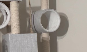 Free Fallin’ Off the Cat Tree