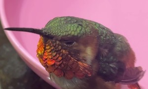 Man Gently Cares for a Lost Hummingbird