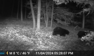 Bear Triplets Follow Mom