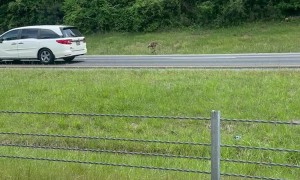 Kangaroo on the Interstate in Auburn, Alabama