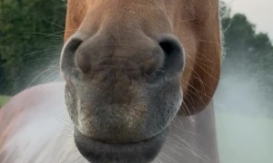Horse Wiggles Mouth When Sprayed With Hose