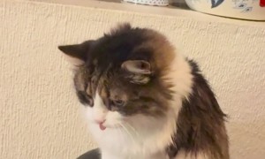 My Cat Asking for Pets Never Gets Old