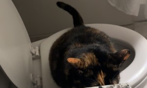 Cat Teaches Itself Toileting Trick