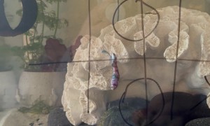 Betta Fish Wins Game of Tic-Tac-Toe